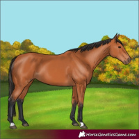 Horse Color:Bay 