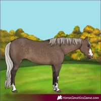 Horse Color:Unknown 