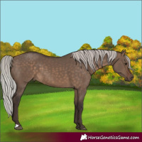 Horse Color:Silver Brown Dun 