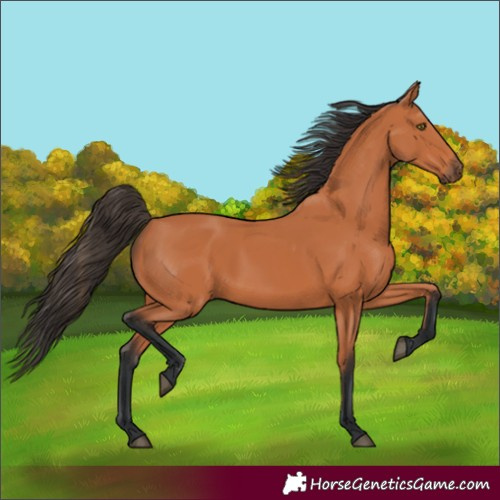 Horse Color:Bay 