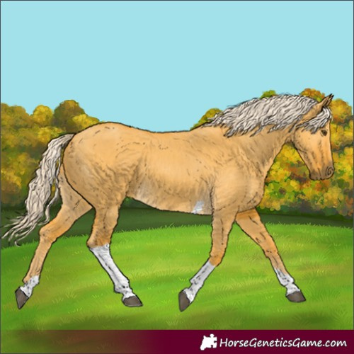 Horse Color:Palomino Dun Tobiano 