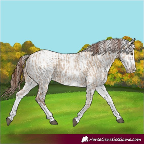 Horse Color:White Spotted Red Dun Rabicano  and White Spotted Red Dun Splash Rabicano 