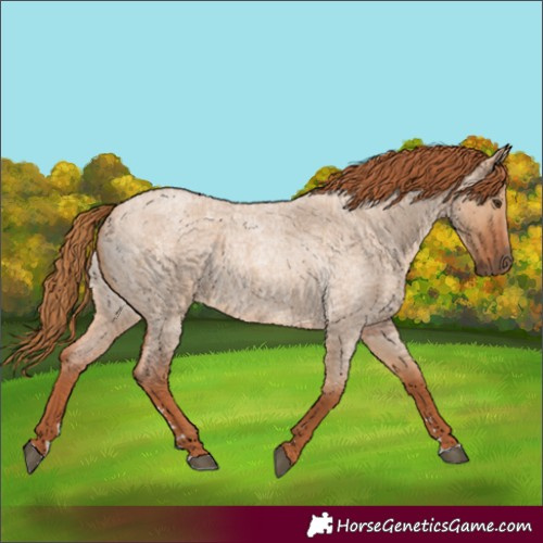 Horse Color:Red Dun Roan 