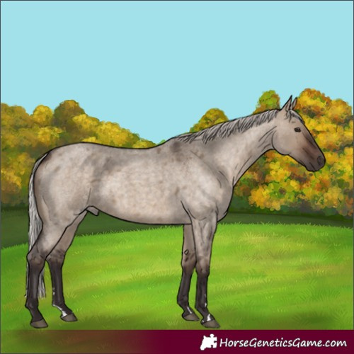 Horse Color:Unknown 