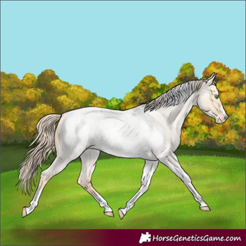 Horse Color:Gold Champagne Roan Dun Splash Tobiano Frame Blanket Rabicano 