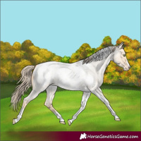 Horse Color:Gold Champagne Roan Dun Splash Tobiano Frame Blanket Rabicano