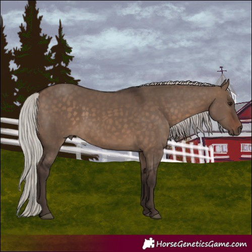 Horse Color:Silver Brown Dun 
