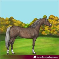 Horse Color:Silver Brown Dun 