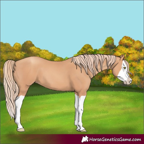 Horse Color:Gold Champagne Splash 