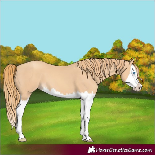 Horse Color:Gold Champagne Splash