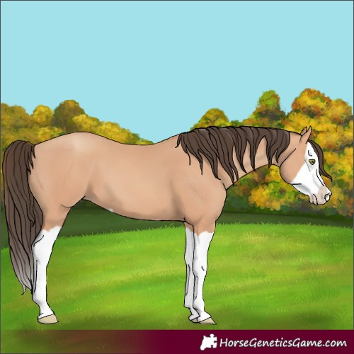 Horse Color:Amber Champagne Splash