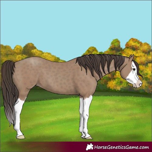 Horse Color:Classic Champagne Splash