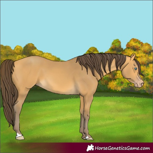 Horse Color:Amber Cream Champagne 