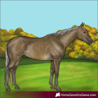 Horse Color:Silver Buckskin Dun 