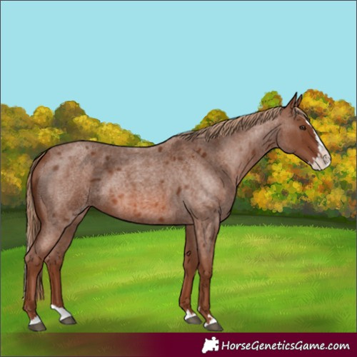 Horse Color:Red Roan Splash 