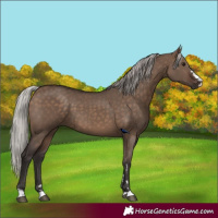 Horse Color:Silver Brown Dun 