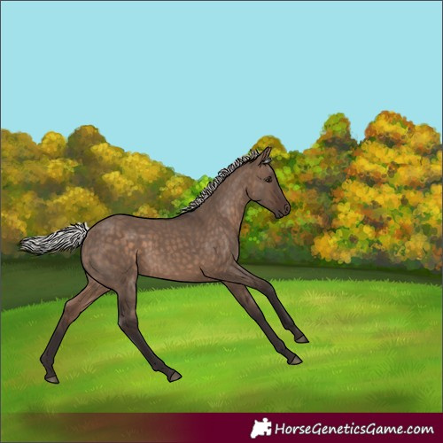 Horse Color:Silver Brown Dun