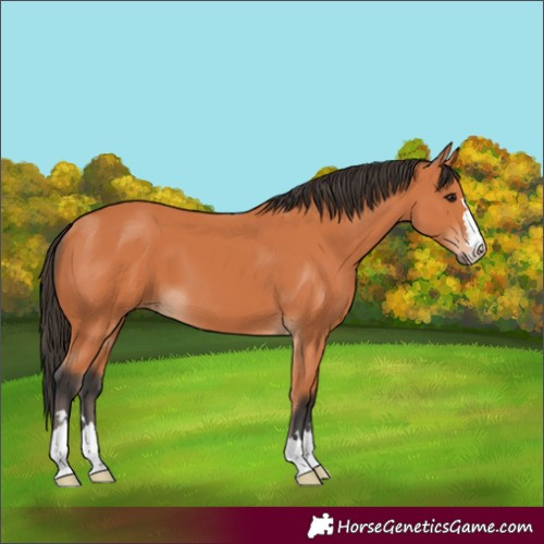Horse Color:Bay 