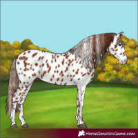 Horse Color:Chestnut Appaloosa 