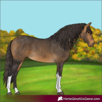 Horse Color:Buckskin Tobiano 