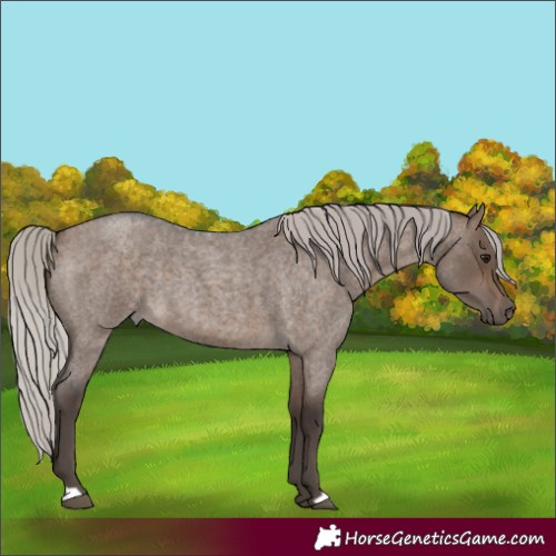 Horse Color:Silver Brown Roan Dun 