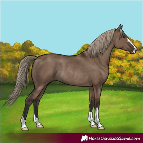Horse Color:Liver Red Dun Rabicano 