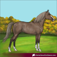 Horse Color:Liver Red Dun Rabicano 
