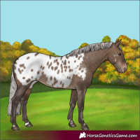 Horse Color:Silver Brown Dun Appaloosa 