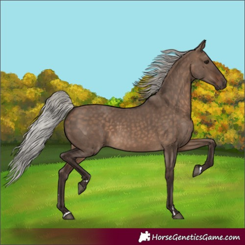 Horse Color:Silver Brown Dun 