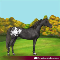 Horse Color:Smoky Black Appaloosa 