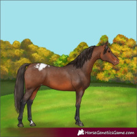 Horse Color:Bay Appaloosa