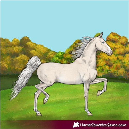 Horse Color:Silver Perlino Dun