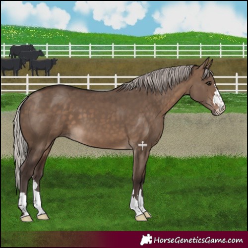 Horse Color:Silver Brown Dun 