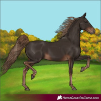 Horse Color:Liver Chestnut 