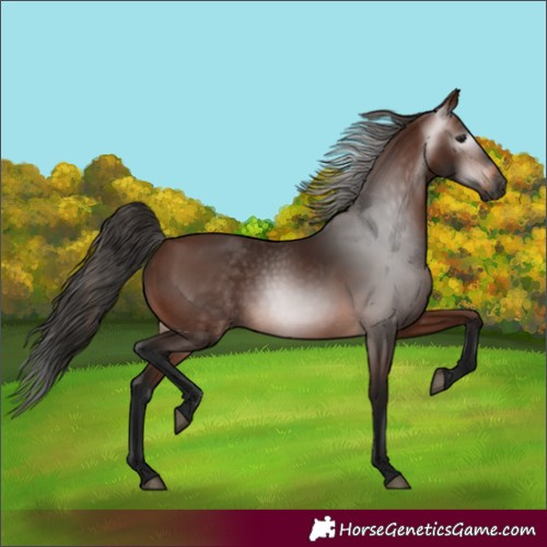 Horse Color:Gray Bay 