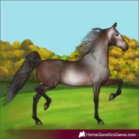 Horse Color:Gray Bay