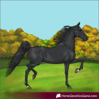 Horse Color:Black 