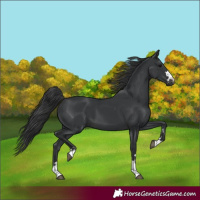 Horse Color:Black 