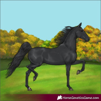 Horse Color:Black 