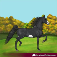 Horse Color:Black Frame