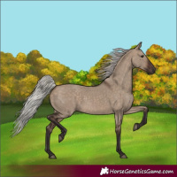 Horse Color:Silver Brown Dun