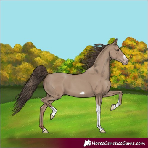 Horse Color:Classic Champagne Tobiano Frame 