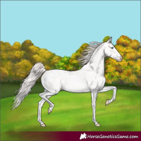 Horse Color:Perlino Tobiano
