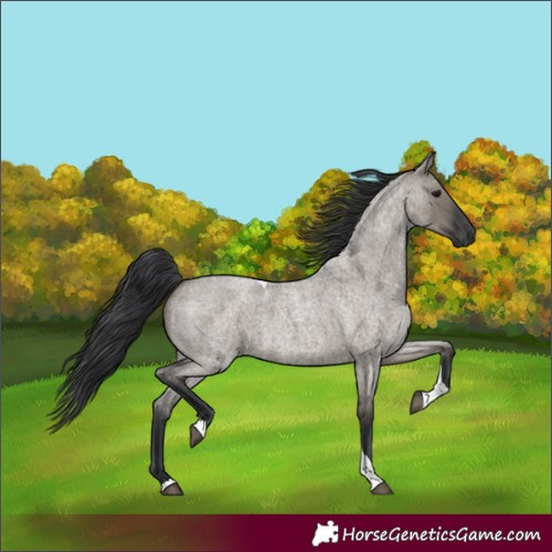 Horse Color:Grullo Roan Tobiano 
