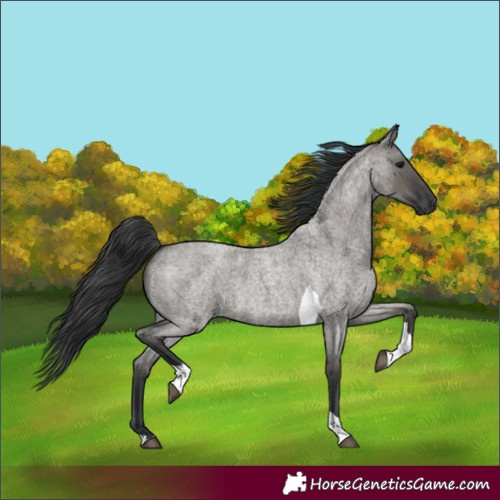 Horse Color:Grullo Roan Tobiano