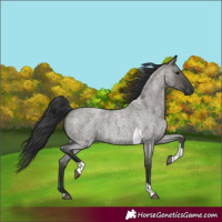 Horse Color:Grullo Roan Tobiano 