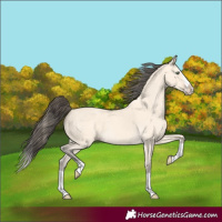 Horse Color:Amber Cream Champagne Splash