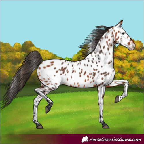 Horse Color:Bay Appaloosa 