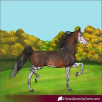 Horse Color:Brown Rabicano and Brown Splash Rabicano