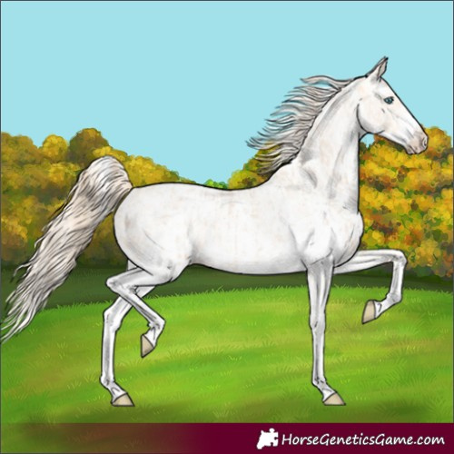 Horse Color:Perlino Sabino and Perlino Sabino Appaloosa